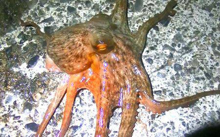 焼津港、石津浜での釣果